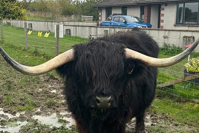 Scottish Whisky & Ancient Urquhart Castle & Loch Ness from port - Inverness: A Quick Glimpse of the Highland Capital