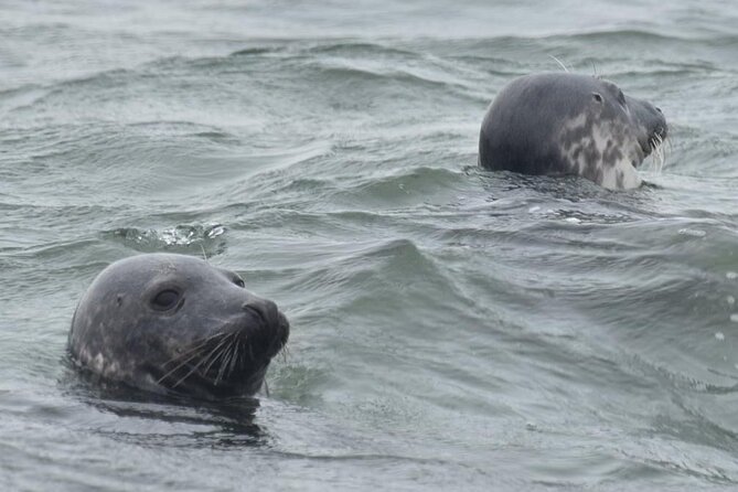 Scroby Sands Seal Watching - Suitable for All Ages and Group Sizes