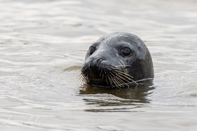 Scroby Sands Seal Watching - The Experience Provider: Jet Adventures Limited