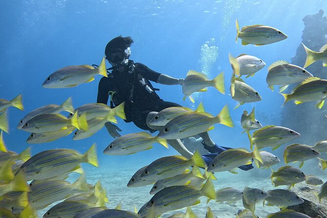 SCUBA Dive at Electric Beach with Photos -No Certification Needed - SCUBA Dive at Electric Beach with Photos - No Certification Needed