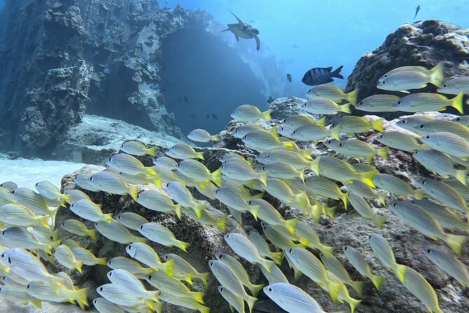 SCUBA Dive at Electric Beach with Photos -No Certification Needed - Why This Tour Stands Out in Oahu