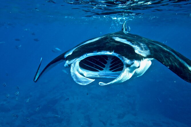 Scuba Dive at Niihau (Forbidden island) - Lunch and the Lehua Crater Stop