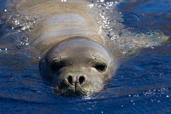 Scuba Dive at Niihau (Forbidden island) - Experienced Guides Nick and Jessie