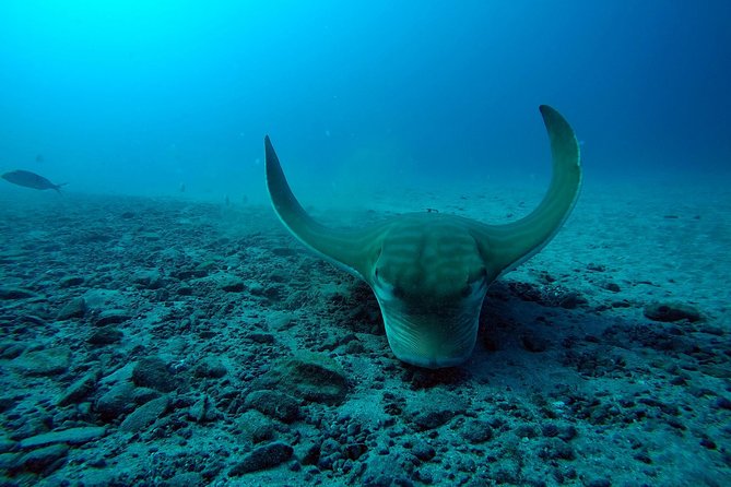 Scuba Dive excursion for Beginners in a Turtle Area - Starting Point at Puerto Colon and Easy Access to the Water