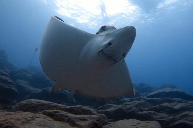 Scuba Dive excursion for Beginners in a Turtle Area - Marine Life Encounters and Chances of Turtle Sightings