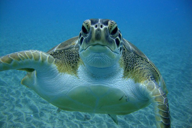 Scuba Dive excursion for Beginners in a Turtle Area - Friendly Guidance and Multilingual Briefings