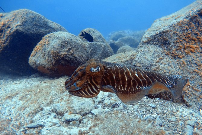 Scuba Dive excursion for Beginners in a Turtle Area - Who Should Choose This Tour?