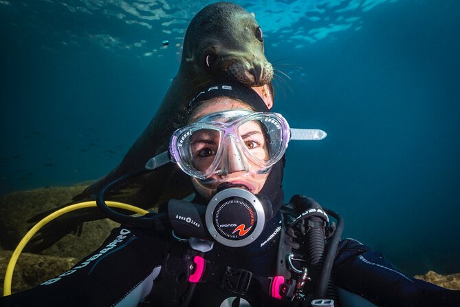 Scuba Dive in La Paz: Sea Lions, Turtles, Fish Schools and Wrecks - Discover the Best of La Pazs Underwater World with Guided Scuba Dives