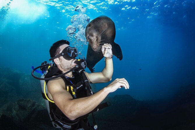 Scuba Dive in La Paz: Sea Lions, Turtles, Fish Schools and Wrecks - The Starting Point and Tour Schedule in La Paz
