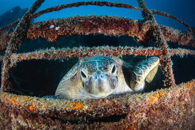 Scuba Dive in La Paz: Sea Lions, Turtles, Fish Schools and Wrecks - What Sets This Tour Apart: Expert Guides and Personal Attention