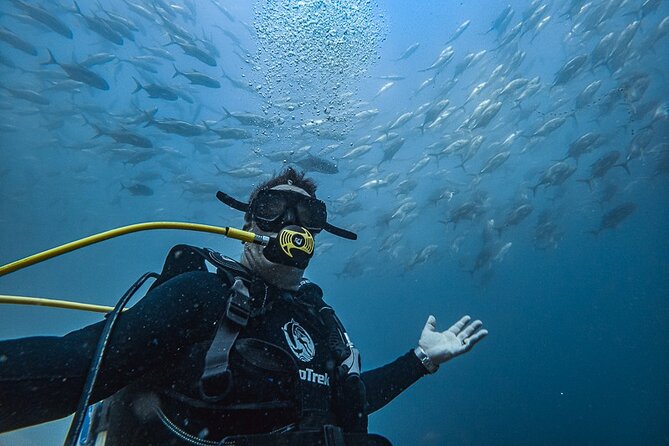 Scuba Diving - Discover the Best of Cabo San Lucas Underwater with Guided Scuba Diving