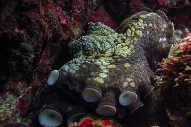 Scuba Diving - Key Points