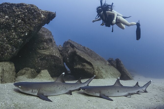 Scuba Diving - The Marine Park and Iconic Landmarks