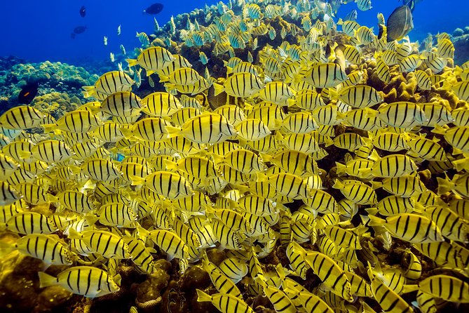 Scuba Diving - PADI Certification and Beginner Friendly Approach