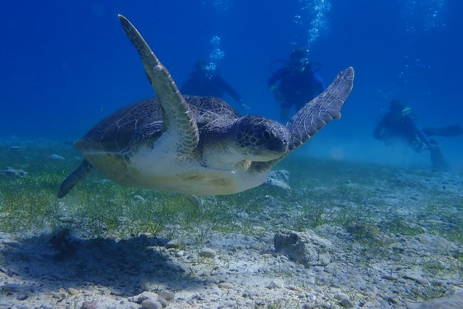 Scuba Diving Activity in Pernera - The Two Dives: Shallow and Deeper Exploration