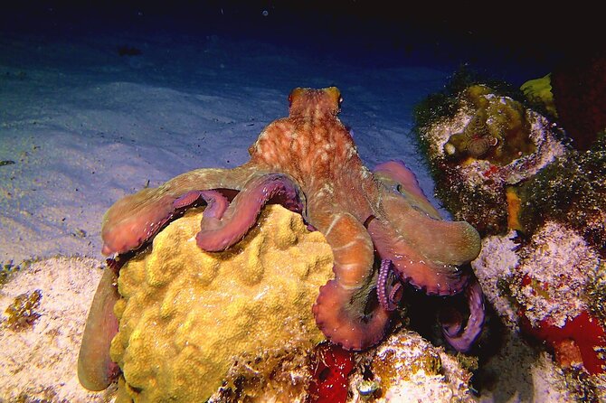 Scuba Diving Adventure WITHOUT CERTIFICATION! Try it today! - Logistics: Meeting Point and Group Size