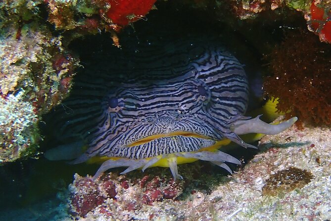 Scuba Diving Adventure WITHOUT CERTIFICATION! Try it today! - The Role of the Instructors and Guides