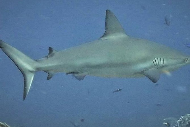 Scuba Diving Adventure WITHOUT CERTIFICATION! Try it today! - Photos and Memorabilia from the Dives