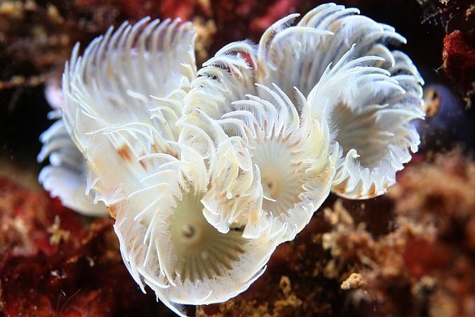 Scuba Diving Albufeira-Double Dive Trip - Starting Point at Easydivers Dive Center in Albufeira Marina