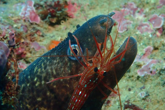 Scuba Diving Albufeira-Double Dive Trip - Equipment Options and Additional Costs