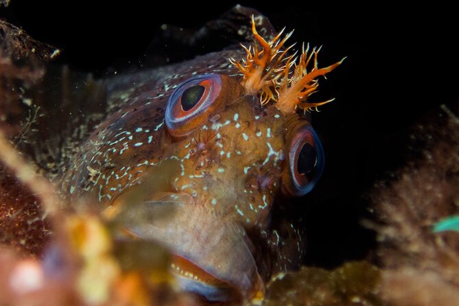 Scuba Diving Albufeira-Double Dive Trip - Post-Dive Comforts and Logbook Service