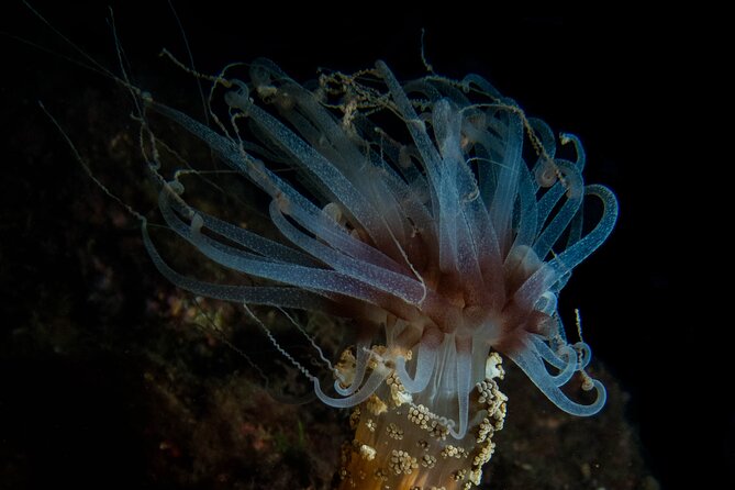 Scuba Diving Albufeira-Double Dive Trip - Professional Guides and Customer Service