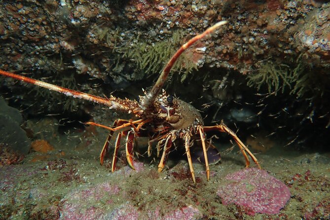 Scuba Diving Albufeira-Double Dive Trip - Who Should Choose This Double Dive Tour?