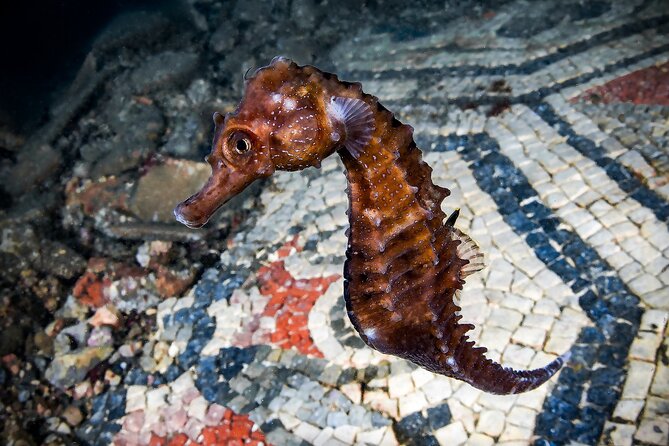 Scuba Diving and Underwater Roman Ruins in Baia from Naples - Discover the Underwater Roman Ruins of Baia from Naples