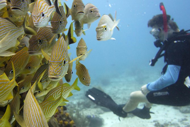 Scuba diving at MUSA the underwater museum for certified divers - Who Will Appreciate This Tour Most?