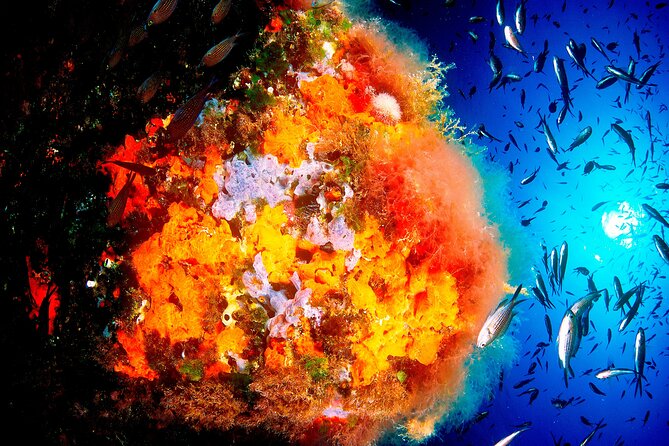 Scuba Diving Baptism and Snorkeling in Ibiza - The Beginner-Friendly Dive Spot: A Volcanic Bay