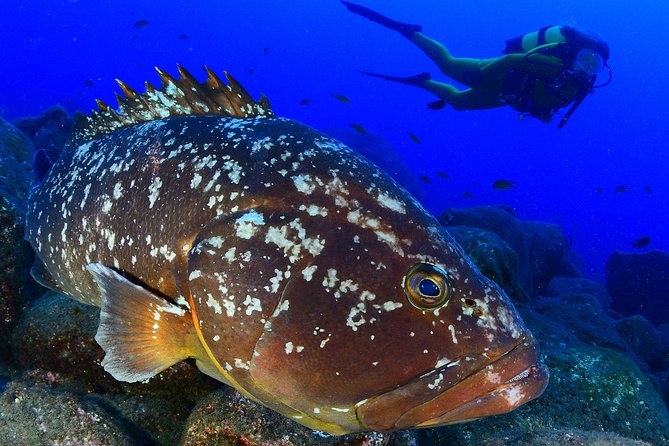 Scuba Diving - Experience Certified Scuba Diving Off São Miguel’s Southern Shores