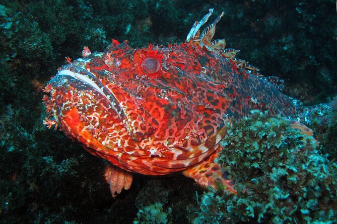 Scuba Diving - Why Choose AZORES SUB Dive Center?