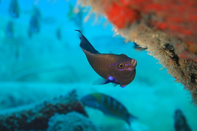 Scuba Diving Experience at Arguineguin and Puerto Rico - Pricing, Booking, and Cancellation Policy