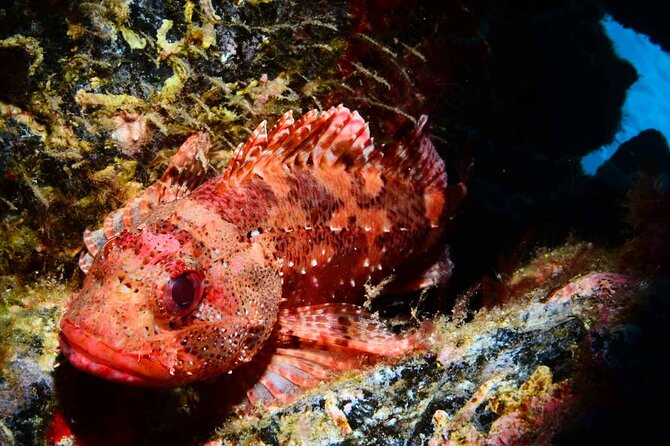 Scuba Diving Experience for Beginners in Ponta de São Lourenço - Explore the Beginner Scuba Dive in Madeira’s Ponta de São Lourenço