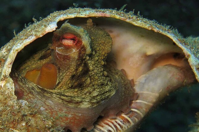 Scuba Diving Experience for Beginners in Ponta de São Lourenço - The Beginner Theory Lesson and Equipment Overview