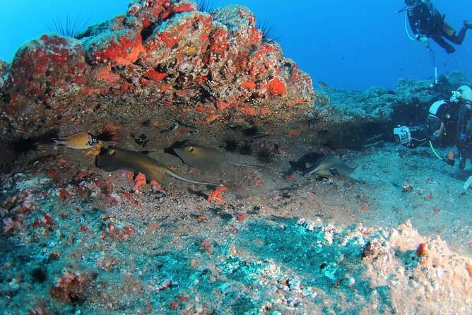 Scuba Diving Experience for Beginners in Ponta de São Lourenço - The Experience of Small Group Sizes