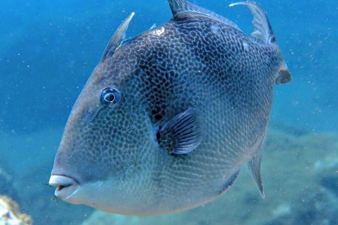 Scuba Diving Experience for Beginners in Ponta de São Lourenço - Certification and Post-Dive Reflection