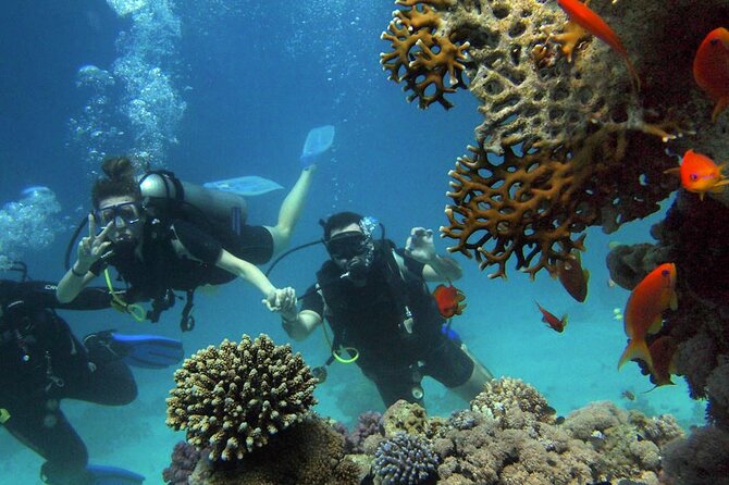 Scuba Diving Experience in Alanya With Lunch and 2 Dives - Key Points