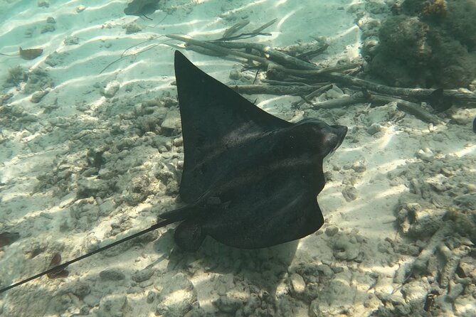 Scuba Diving Experience in Santorini - Exploring the Volcanic Reef and Marine Life