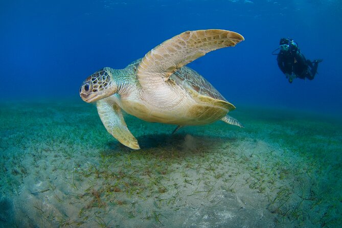 Scuba Diving Experience & MUSAN Dive + Free Edited Video 2xdives - Key Points