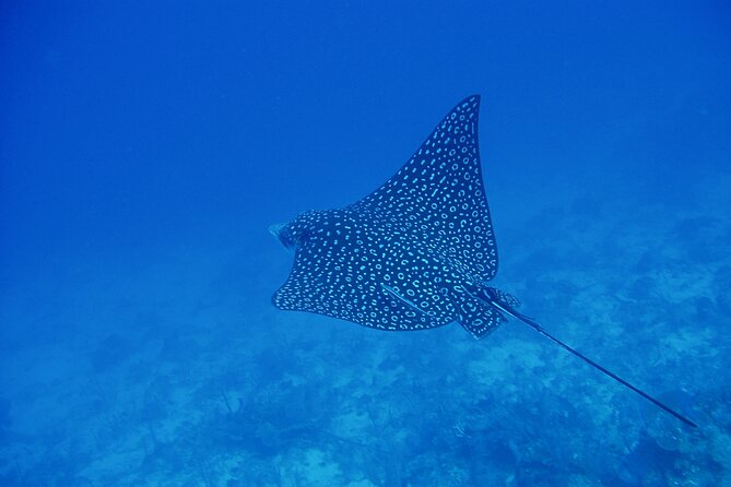 Scuba Diving for Beginners in Acapulco - How the Tour Introduces You to Scuba Diving in Roqueta Island Waters