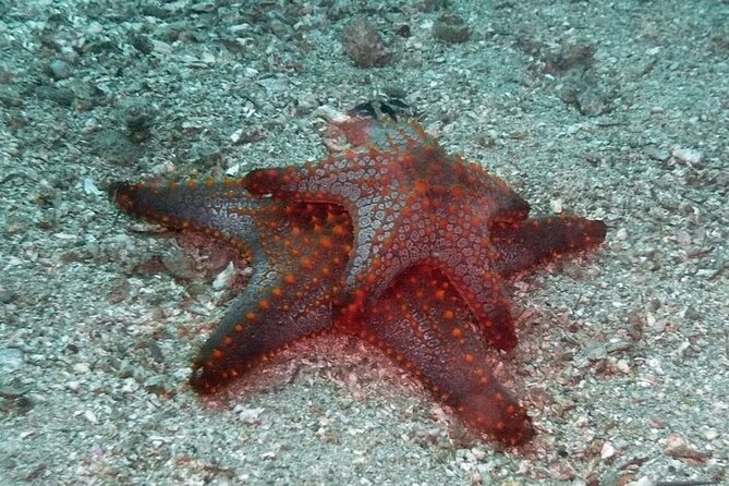 Scuba Diving for Beginners in Acapulco - High Praise for Guides and Overall Experience