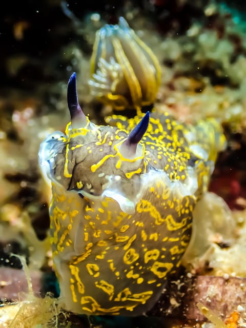 Scuba diving for beginners in crystal clear sea of Halkidiki - Exploring the Seven Unique Diving Spots