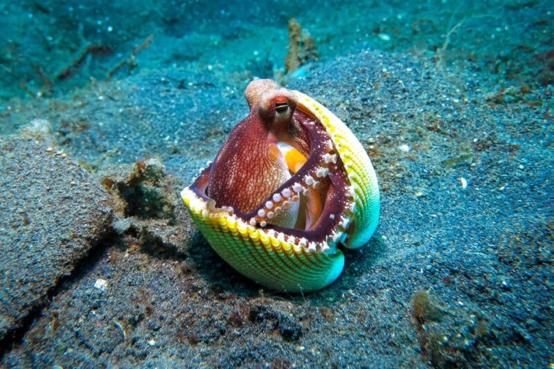 Scuba diving for beginners in crystal clear sea of Halkidiki - The Marine Life and Underwater Environment