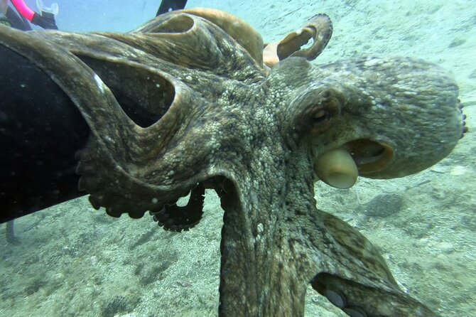 Scuba Diving for Beginners with a PADI Instructor near Heraklion - Key Points