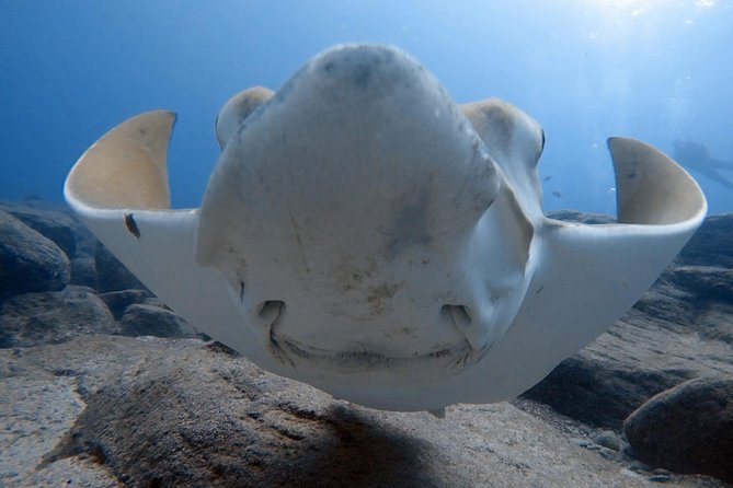 Scuba Diving for Certified Divers in Costa Adeje - Explore the Underwater World of Tenerife with Certified Scuba Diving