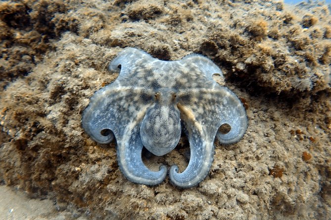 Scuba Diving for Certified Divers in Costa Adeje - Meeting Point and How to Access the Tour