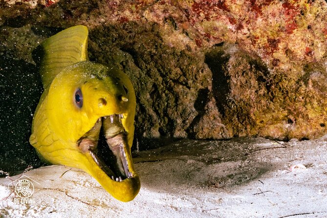 Scuba Diving in Cozumel Island - Flexibility and Post-Dive Options