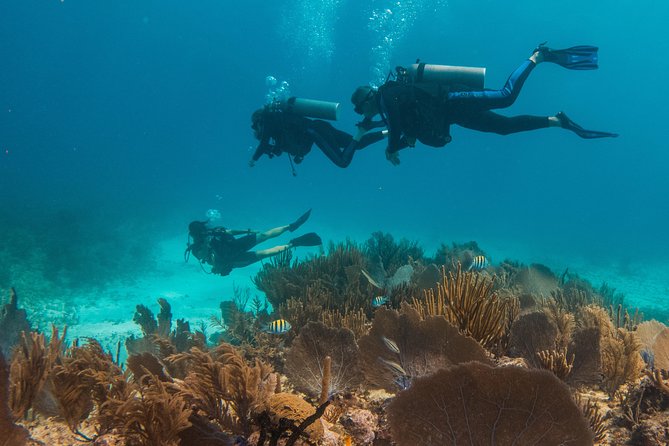 Scuba Diving in Cozumel Island - Why This Tour Stands Out