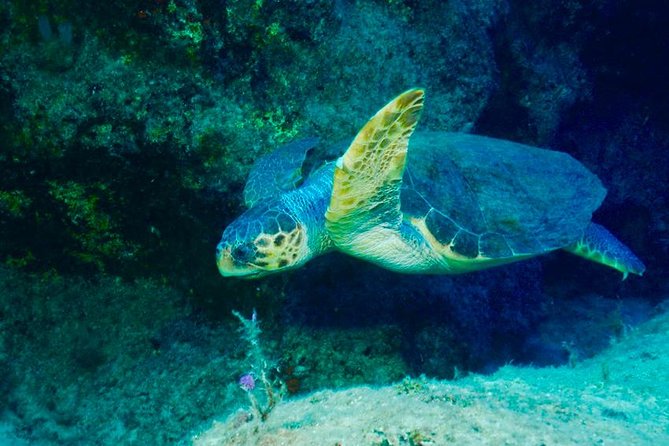 Scuba Diving in Kas for Certified Divers incl. All Equipments - The Guide’s Role and Marine Biology Insights